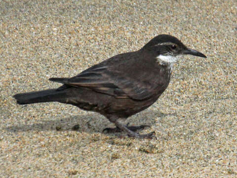 Image of Chilean Seaside Cinclodes