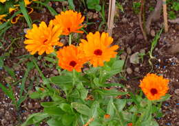 Image of pot marigold