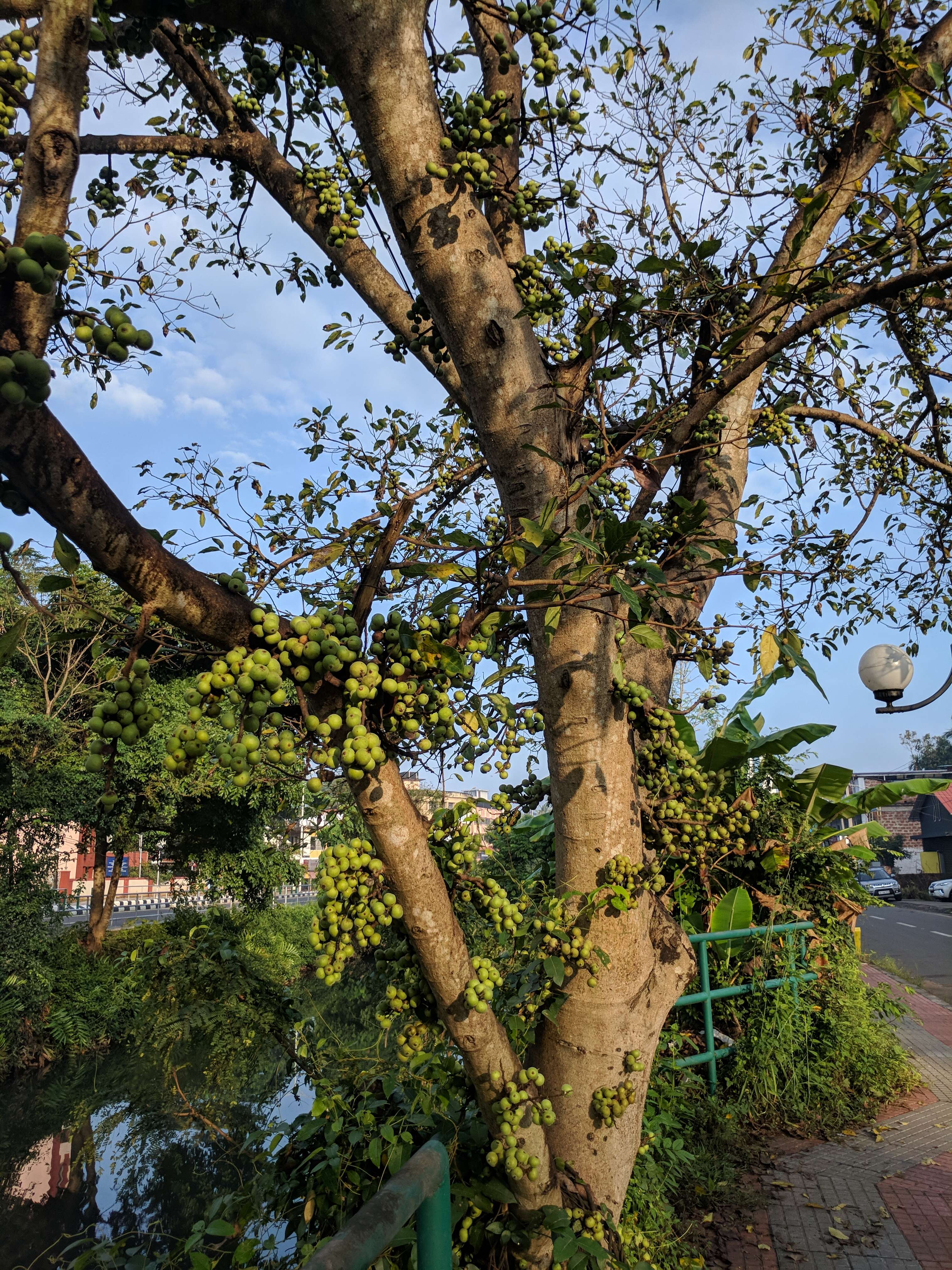 Imagem de Ficus racemosa L.