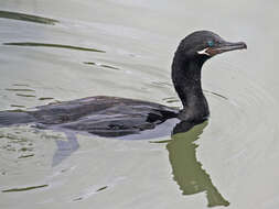 Image of Neotropic Cormorant