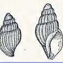 Image of Oenopota blaneyi (Bush 1909)