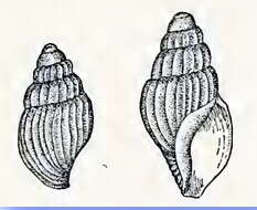 Image of Oenopota blaneyi (Bush 1909)