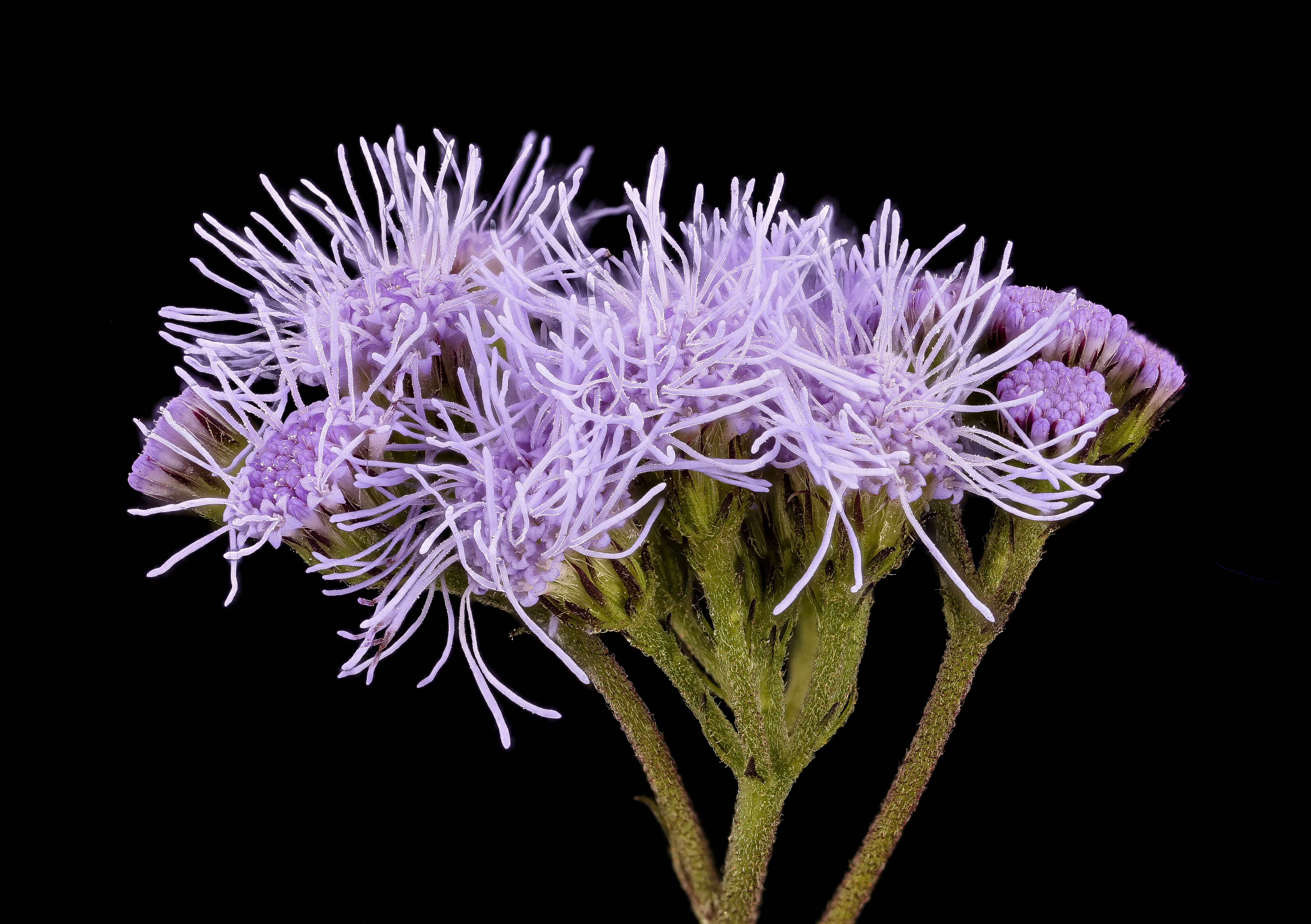 Image of blue mistflower