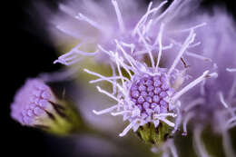 Image of blue mistflower