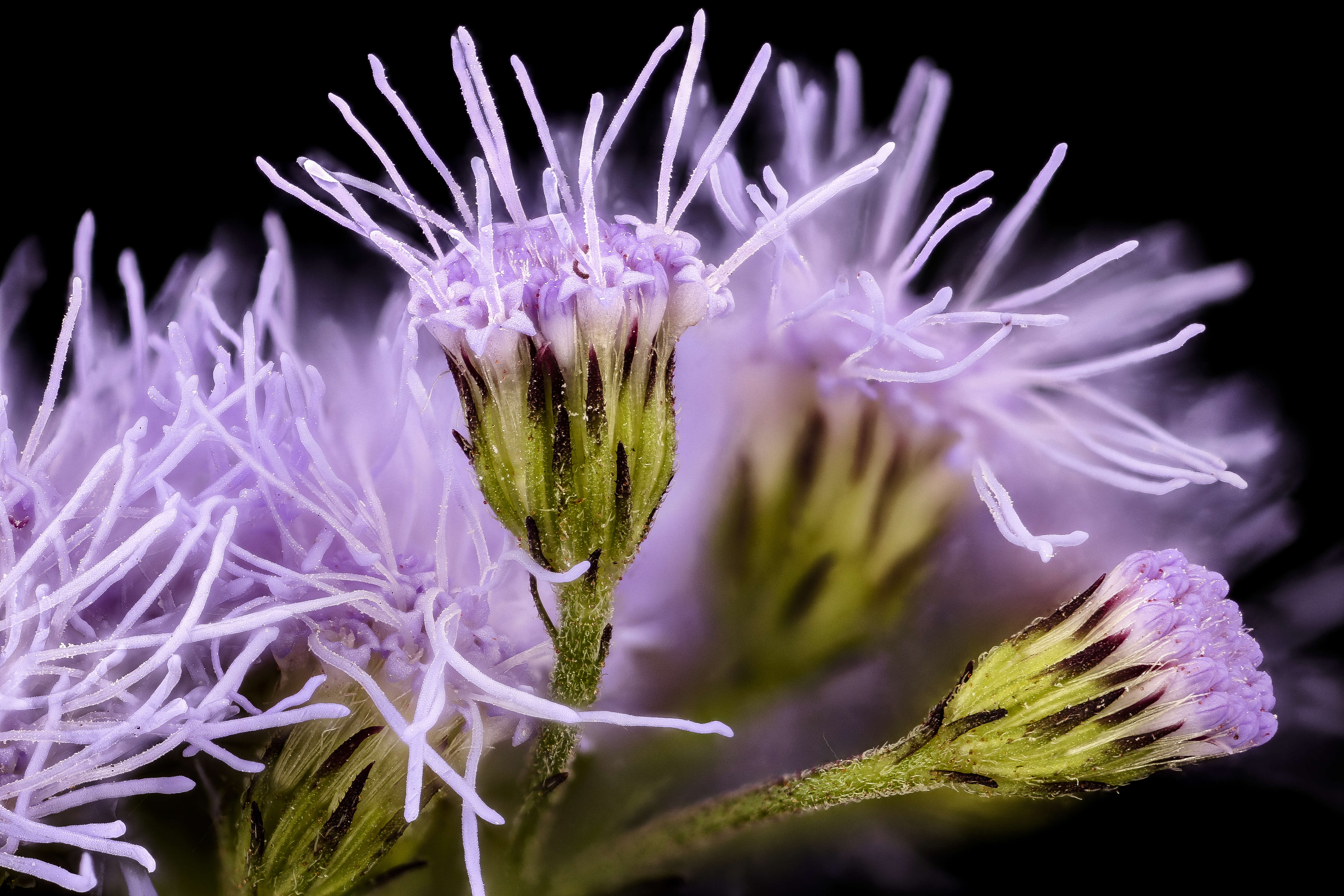 Image of blue mistflower