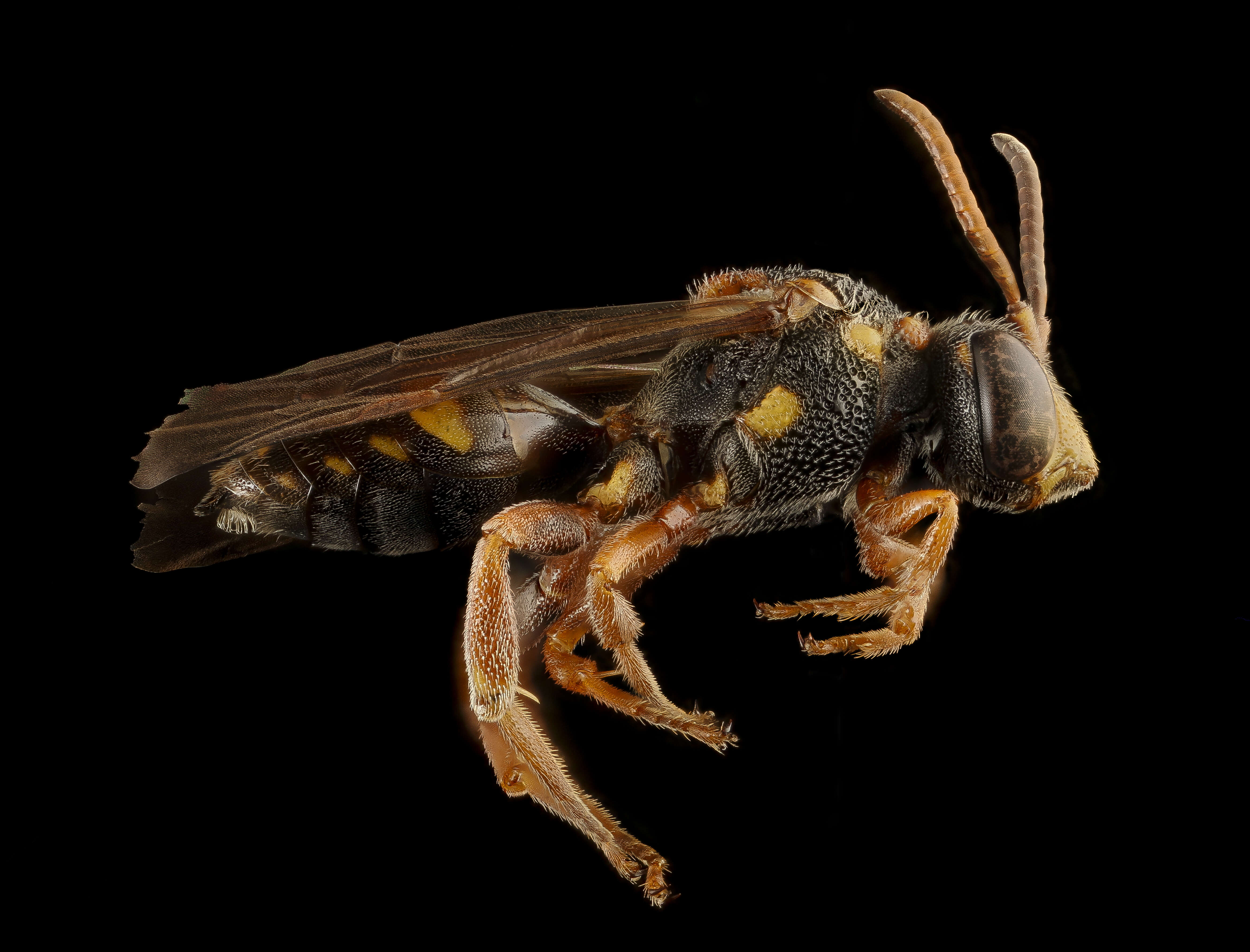 Image of Nomada fervida Smith 1854