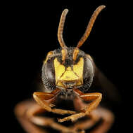 Image of Nomada fervida Smith 1854