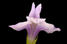 Image of Allegheny monkeyflower