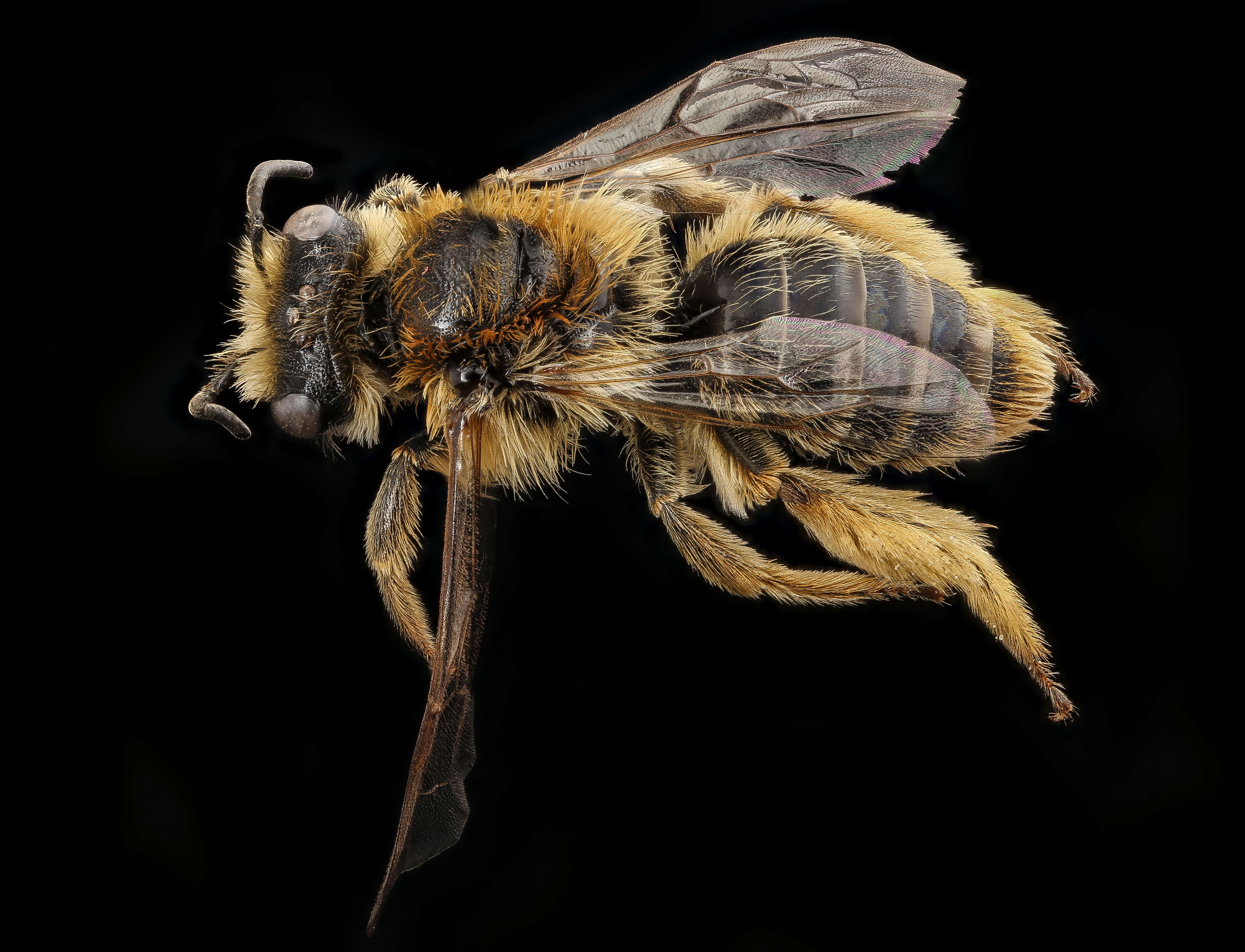 Image of tawny Nesocolletes