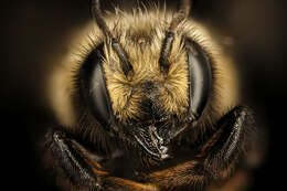 Image of Black-and-gray Leaf-cutter Bee