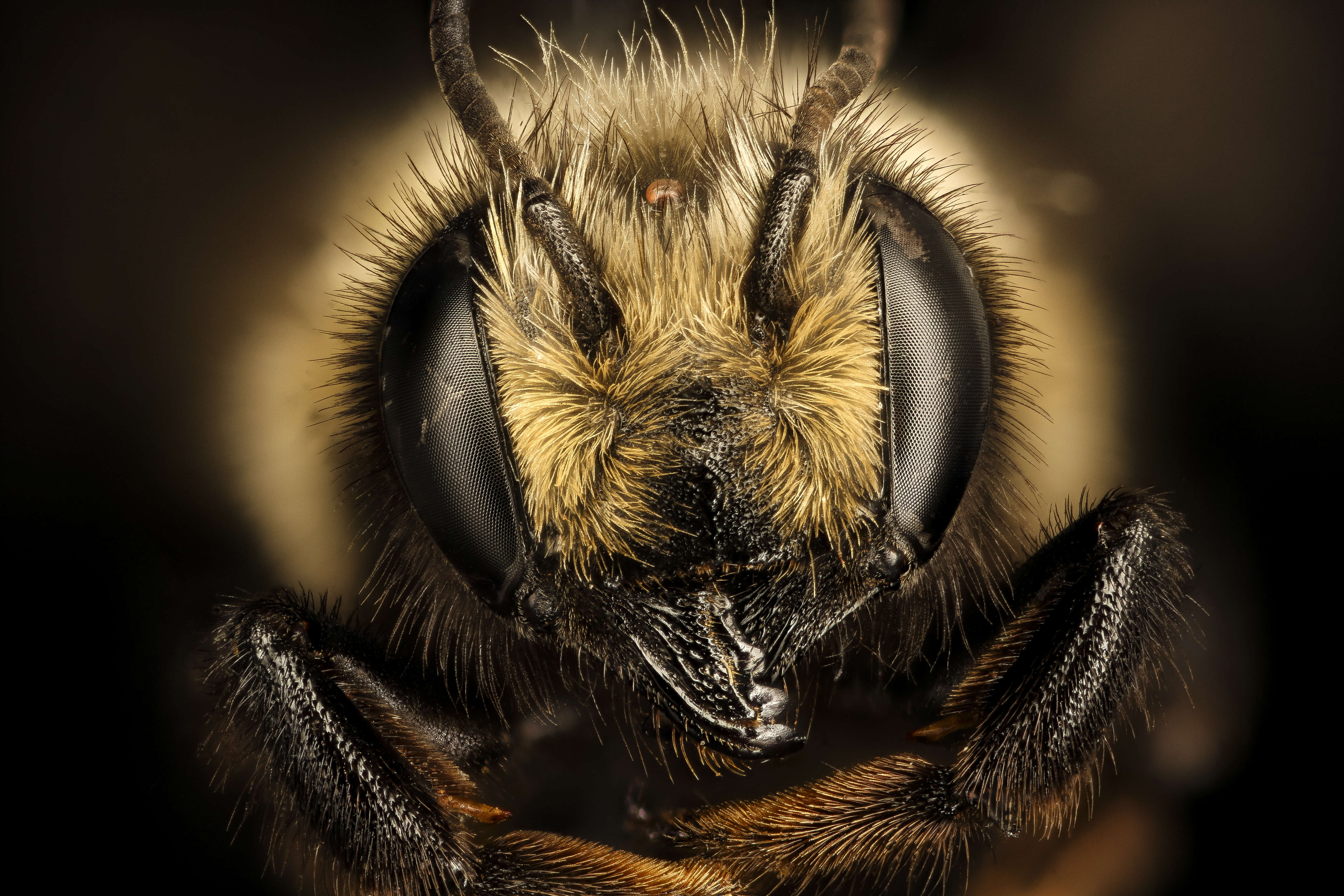 Image of Black-and-gray Leaf-cutter Bee