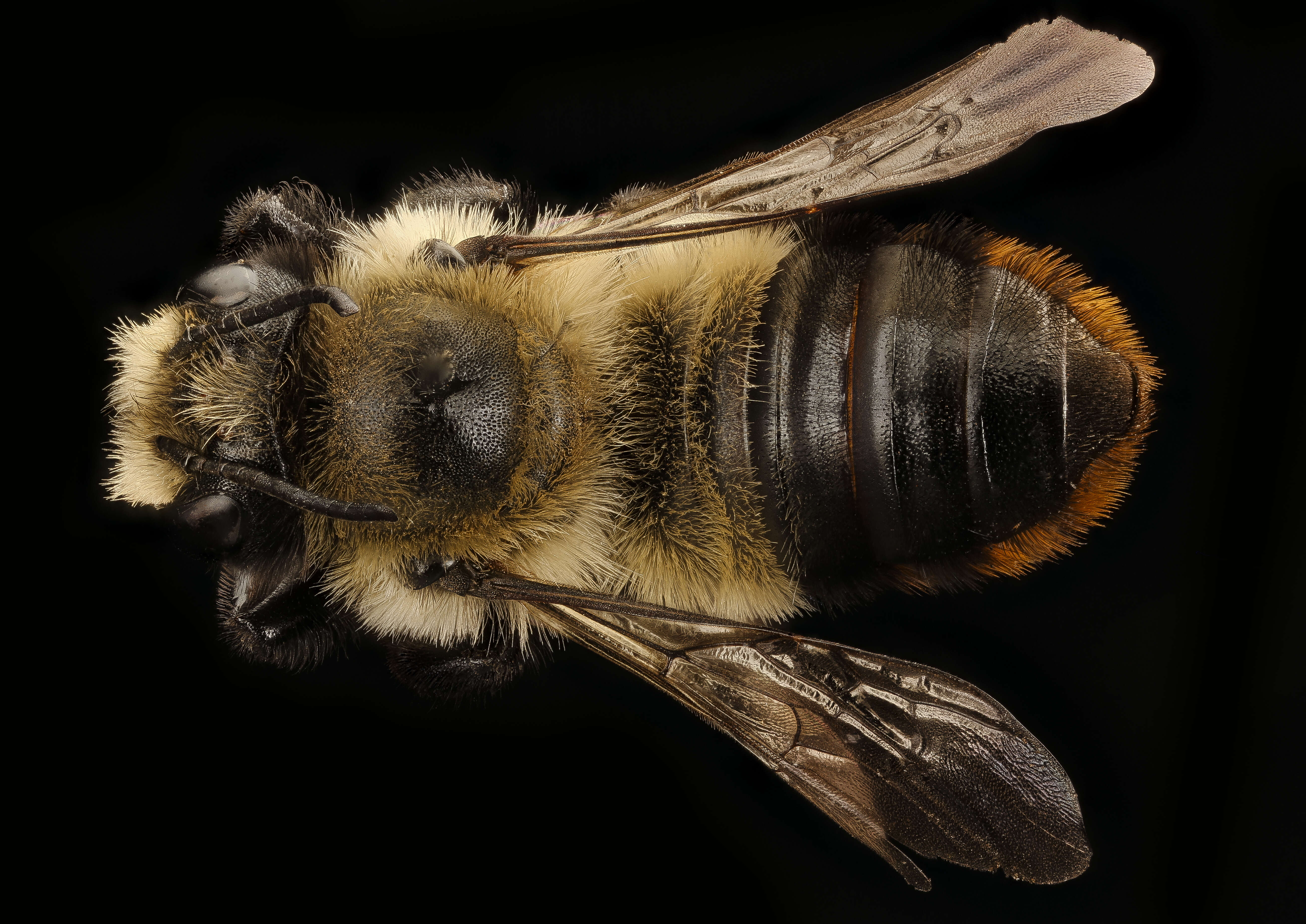 Image of Black-and-gray Leaf-cutter Bee