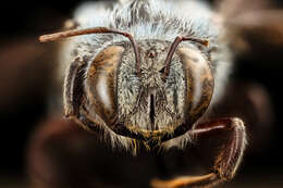 Image of Xylocopa caerulea (Fabricius 1804)