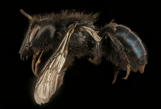 Image of Osmia montana Cresson 1864