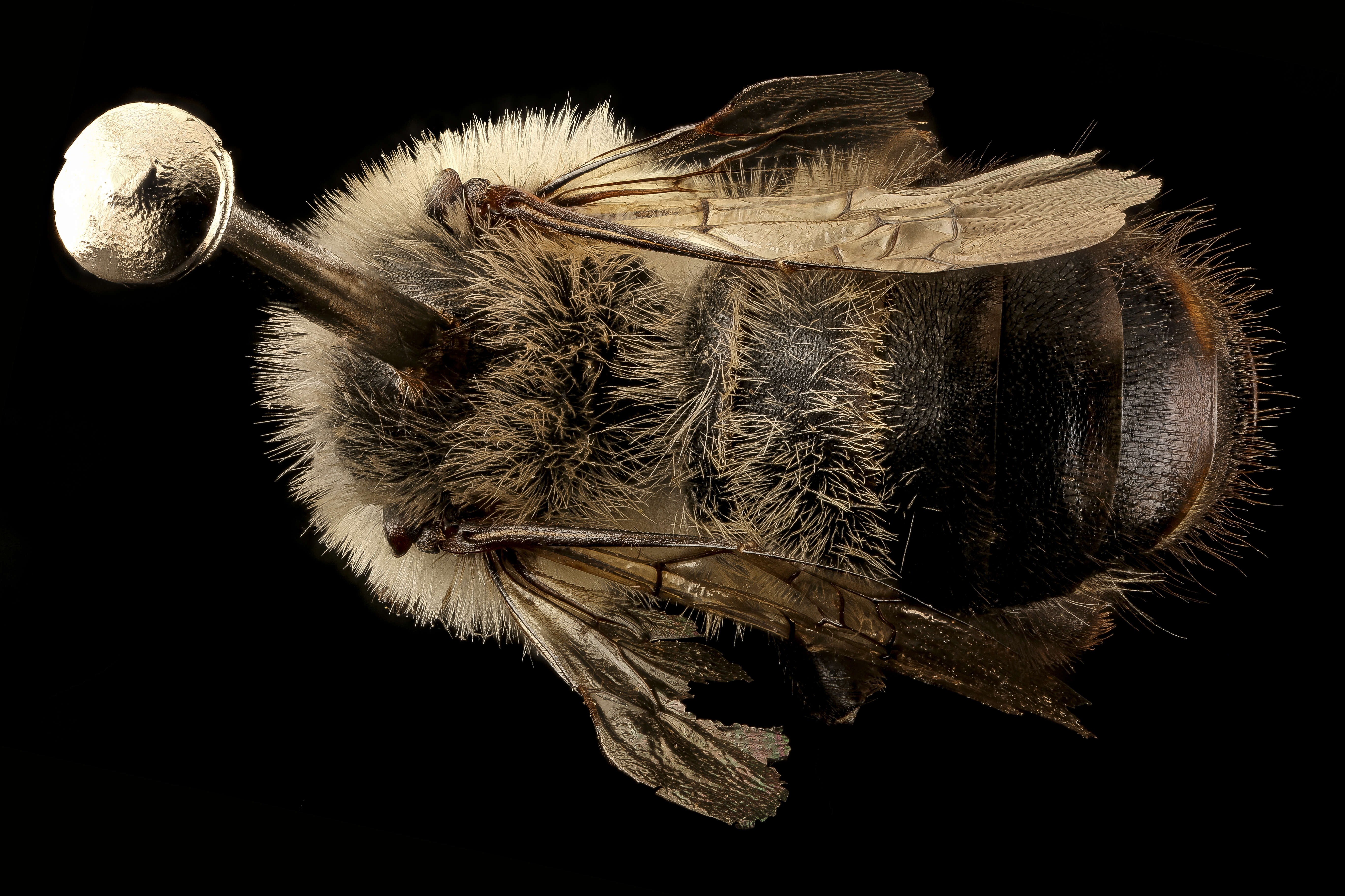 Image of Bumble-bee-mimic Anthophora