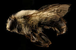 Image of Bumble-bee-mimic Anthophora