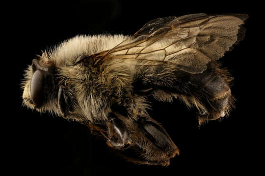 Image of Bumble-bee-mimic Anthophora