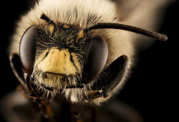 Image of Bumble-bee-mimic Anthophora