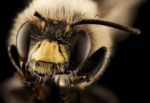 Plancia ëd Anthophora bomboides Kirby 1837