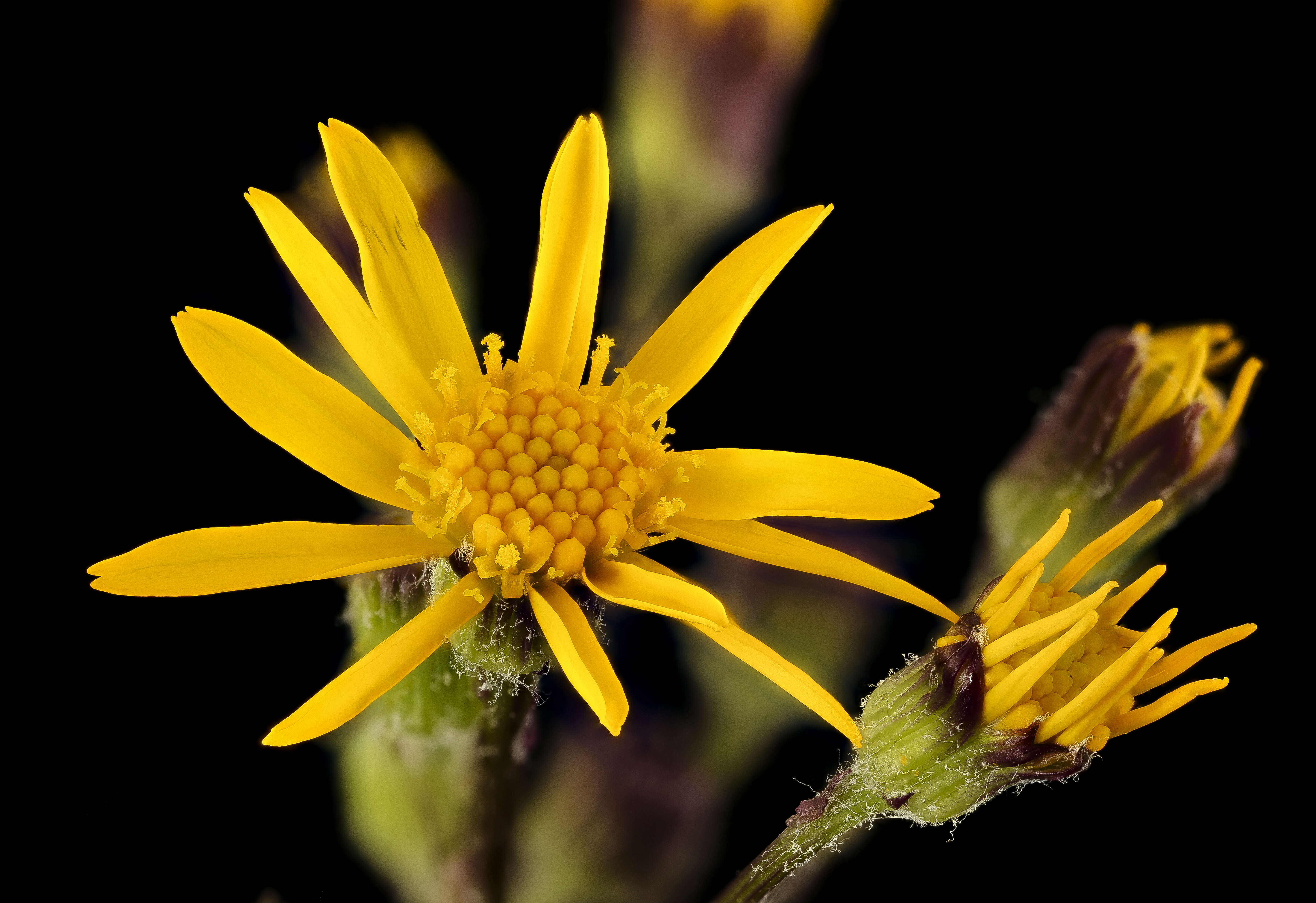 Image of golden ragwort