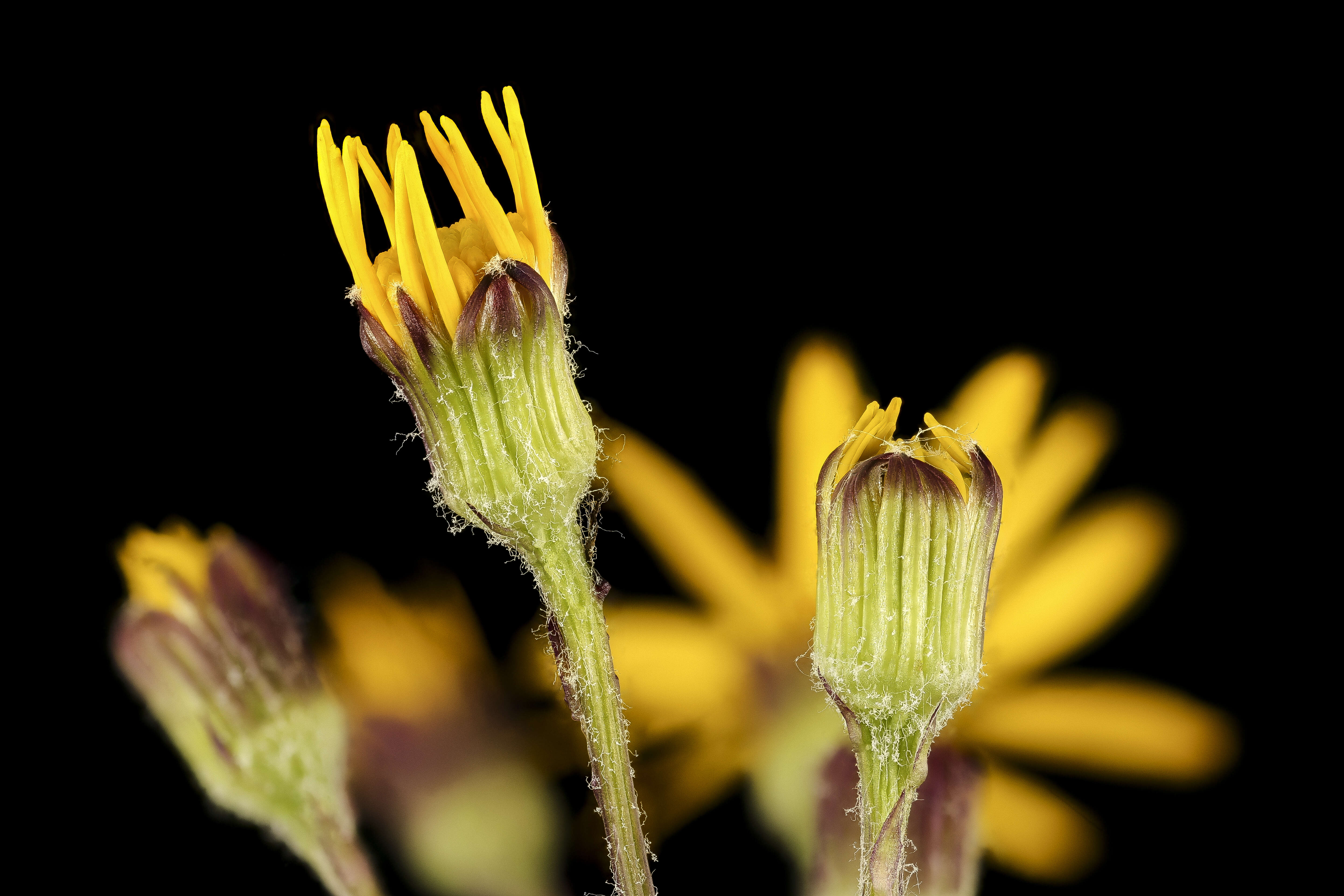 Image of golden ragwort