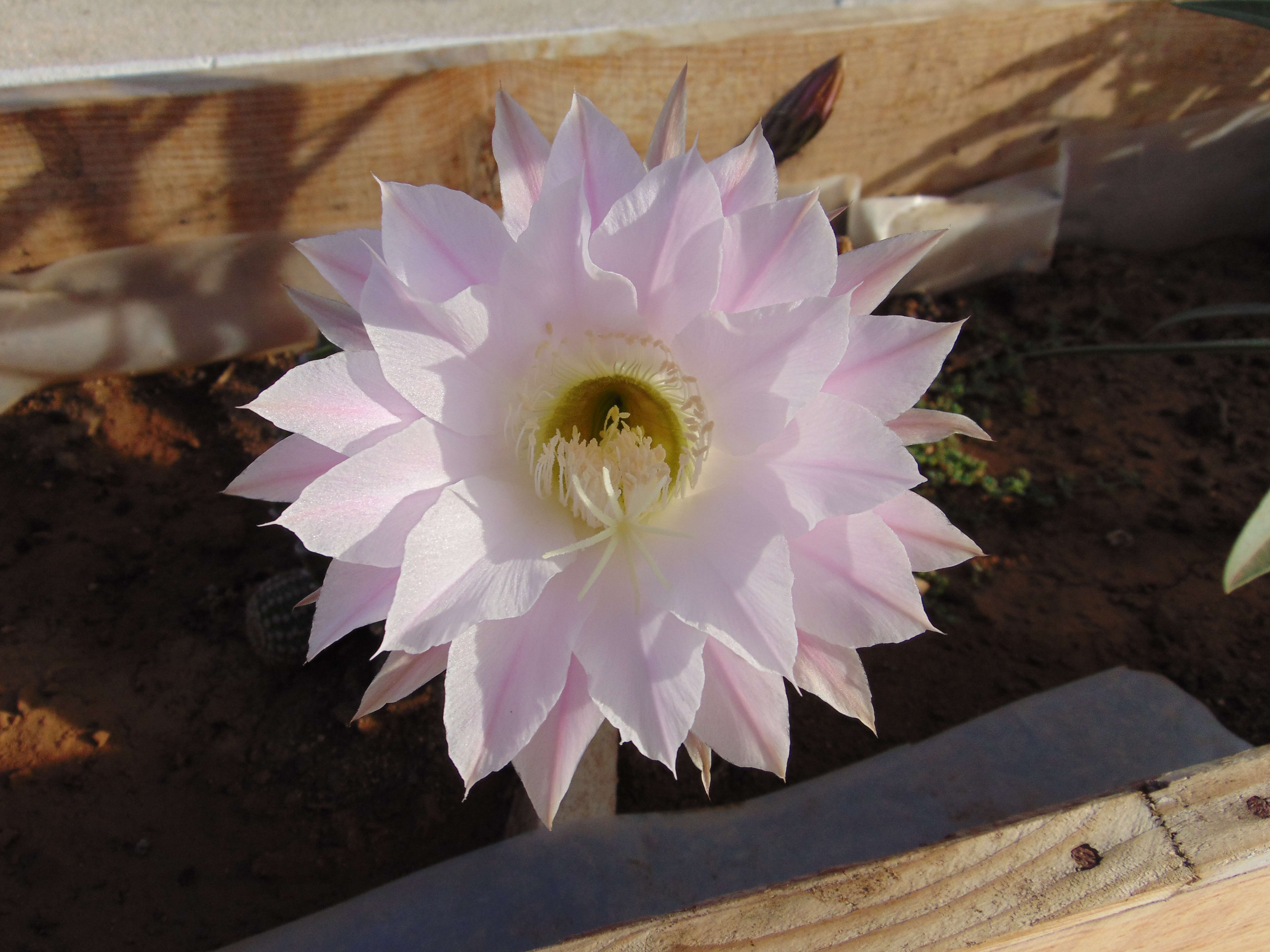 Image of Echinopsis oxygona