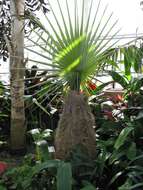 Image of Old man palm