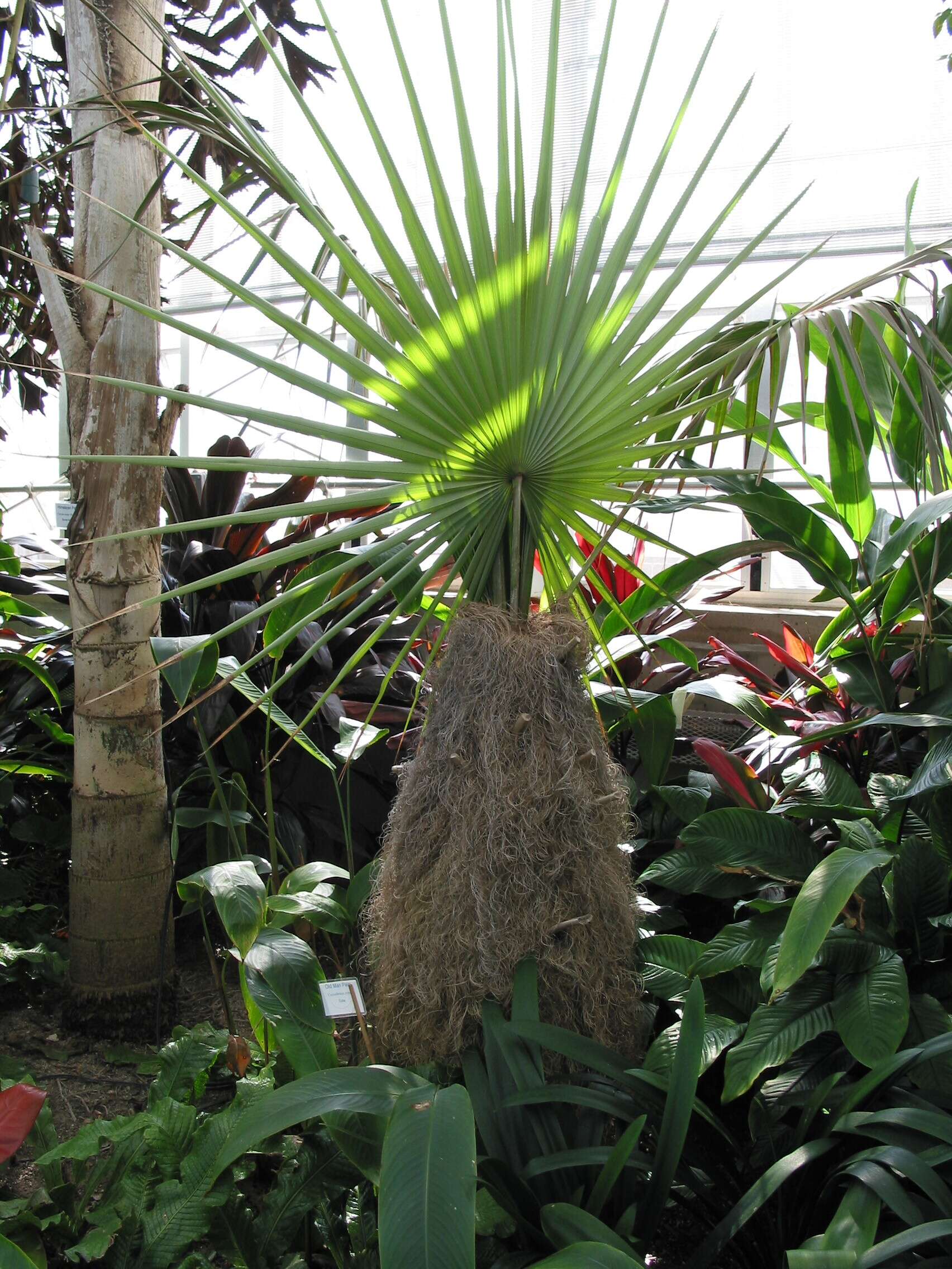 Image of Old man palm