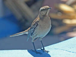 Image of Chilean Mockingbird