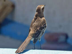 Image of Chilean Mockingbird