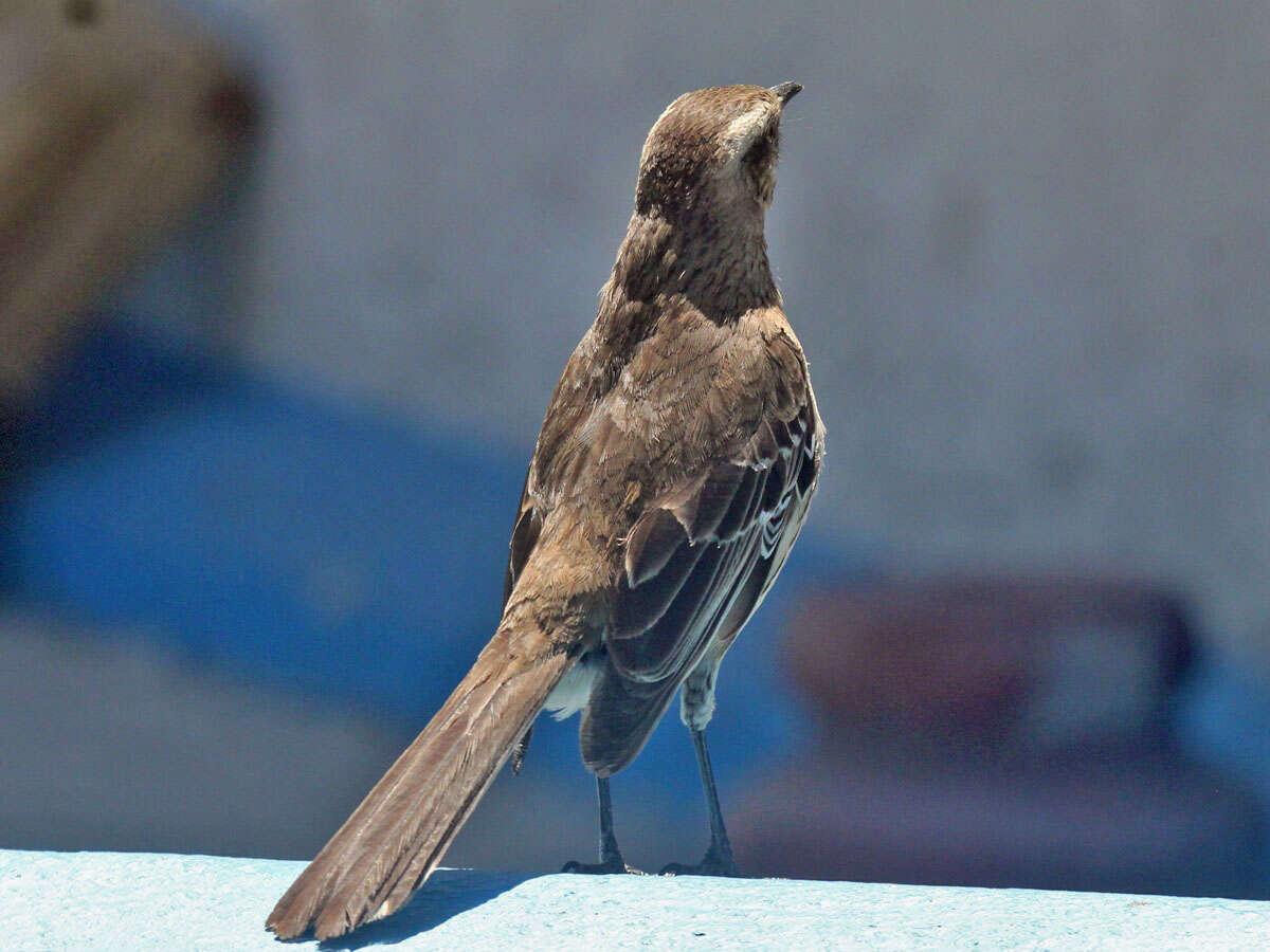 Image of Chilean Mockingbird