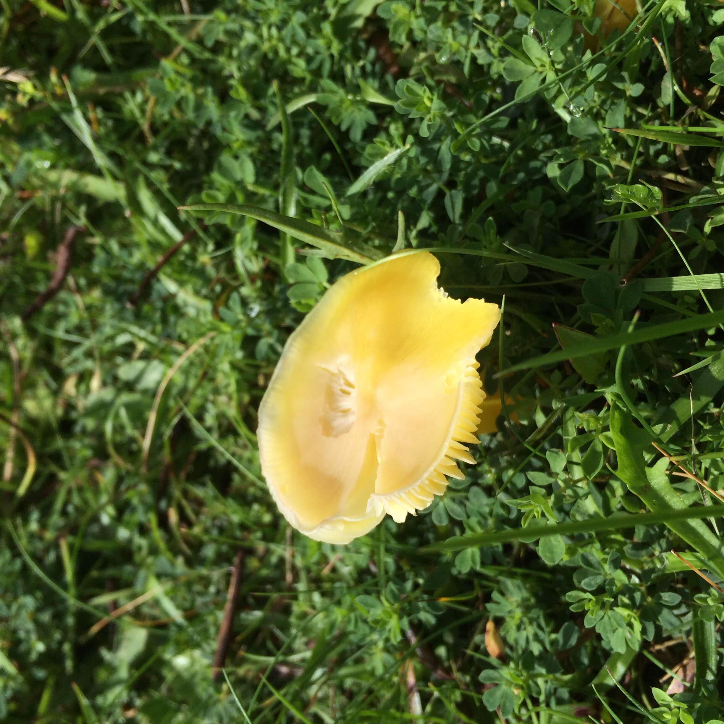 Hygrocybe chlorophana (Fr.) Wünsche 1877 resmi