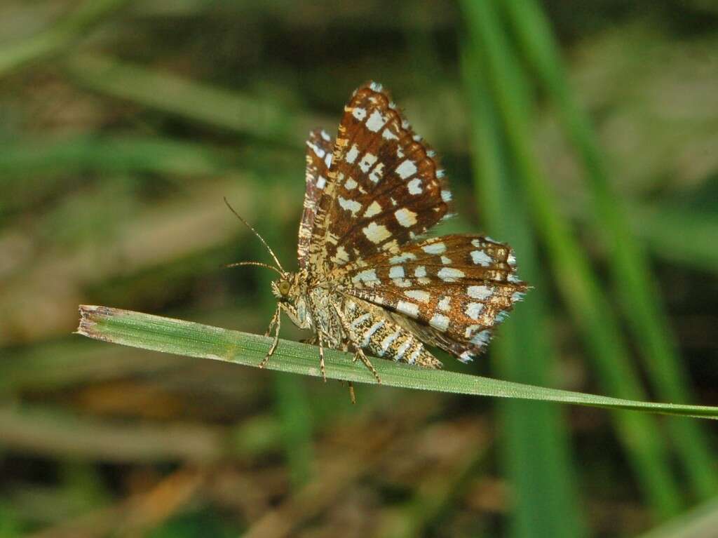 Image of Chiasmia clathrata