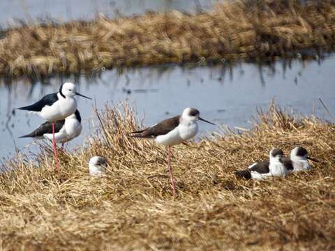 Image of Pied Stilt