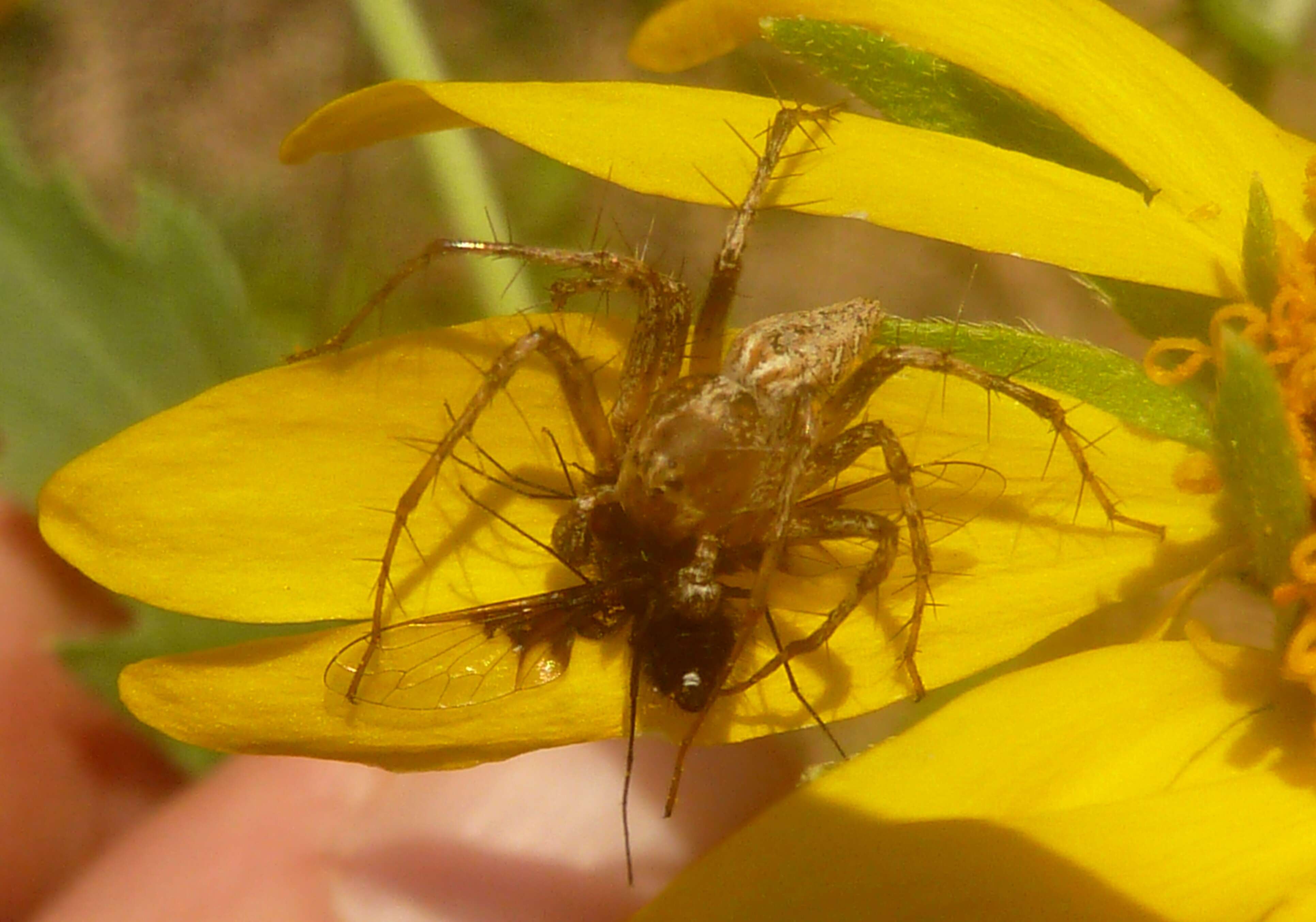 Image of lynx spider