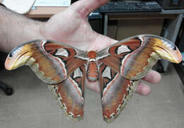 Image de Attacus atlas (Linnaeus 1758)