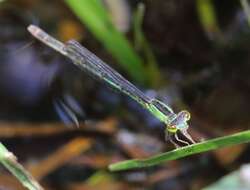 Sivun Agriocnemis falcifera Pinhey 1959 kuva