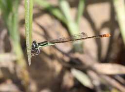 Sivun Agriocnemis falcifera Pinhey 1959 kuva