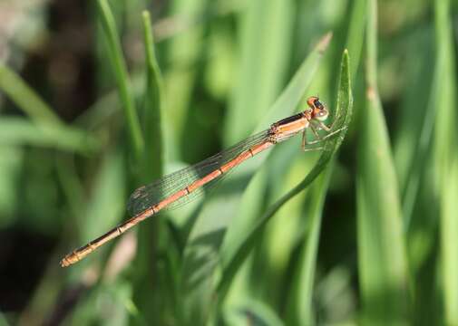 Image of White-masked Wisp