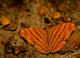 Imagem de Chersonesia risa Doubleday (1848)