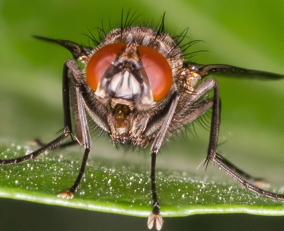 Image of Anthomyia pluvialis (Linnaeus 1758)