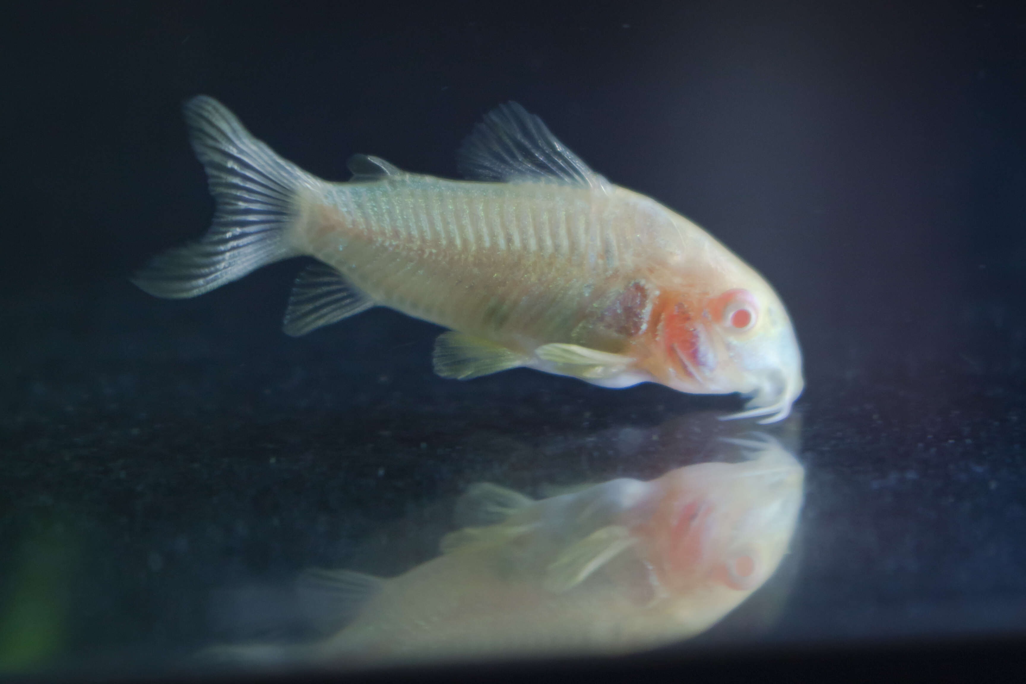 Plancia ëd Corydoras aeneus (Gill 1858)