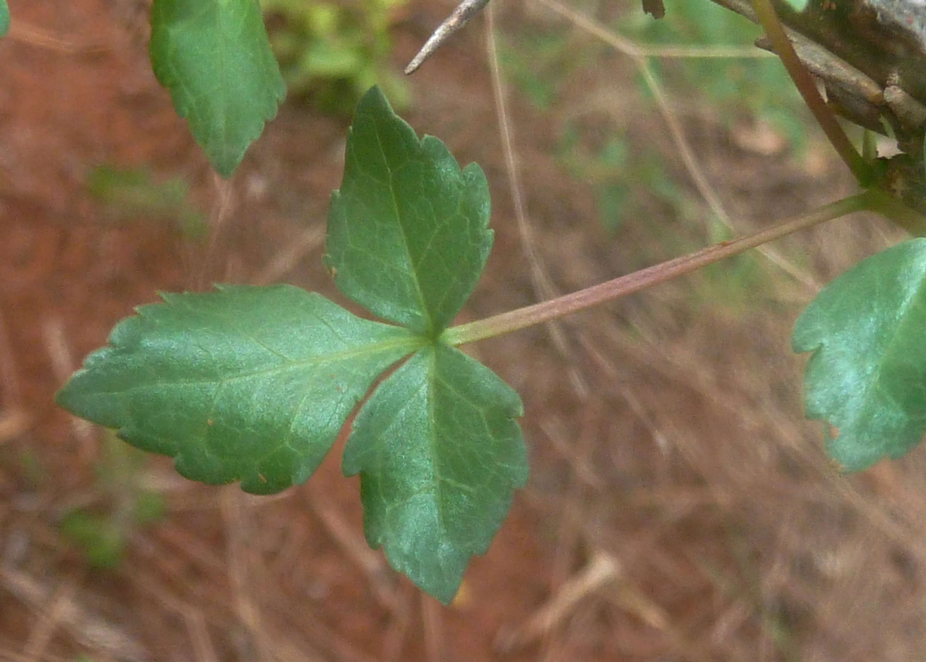 Image of Glossy-leaved corkwood
