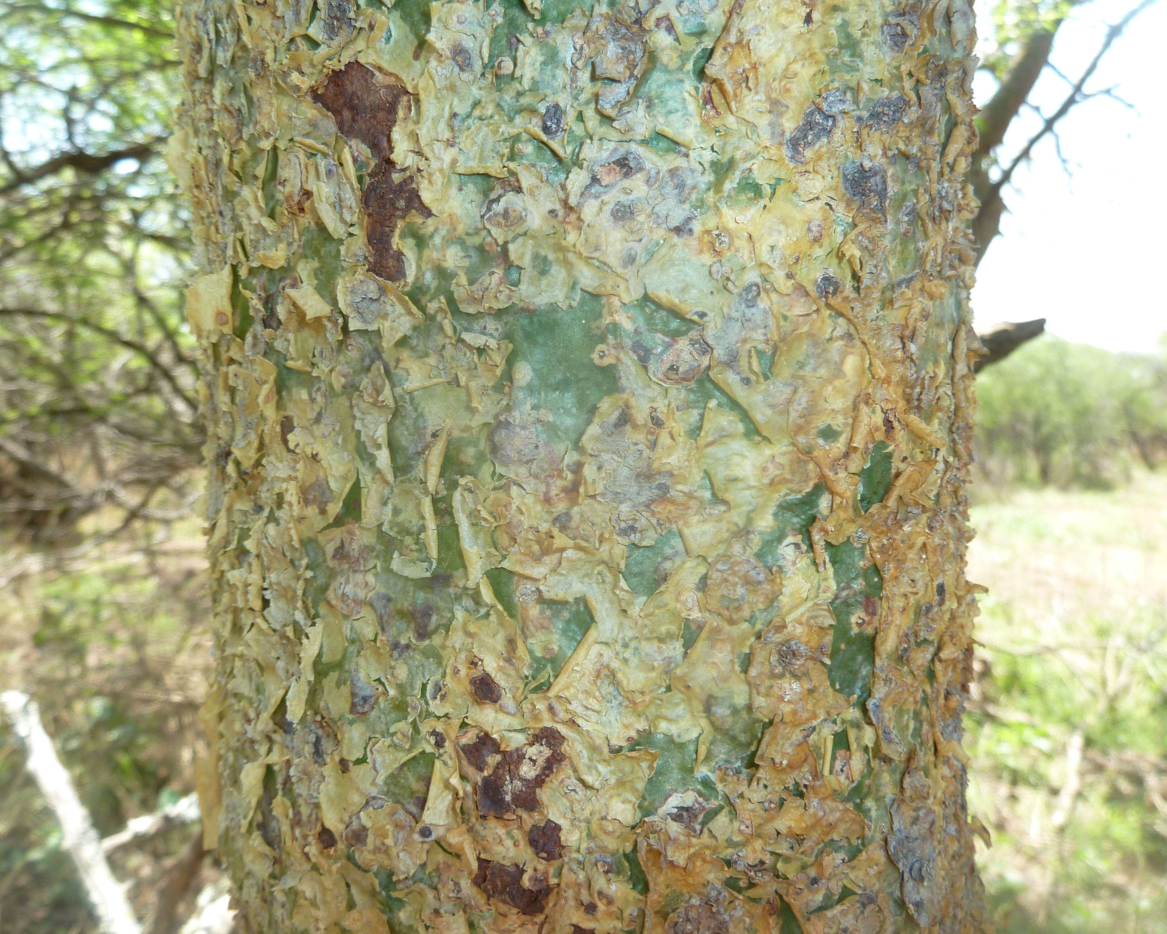 Image of Glossy-leaved corkwood
