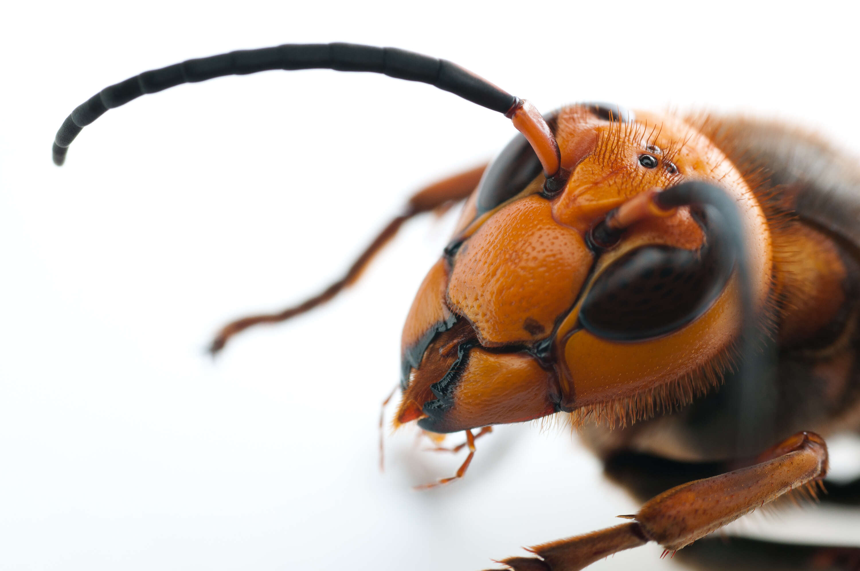 Image of Asian giant hornet