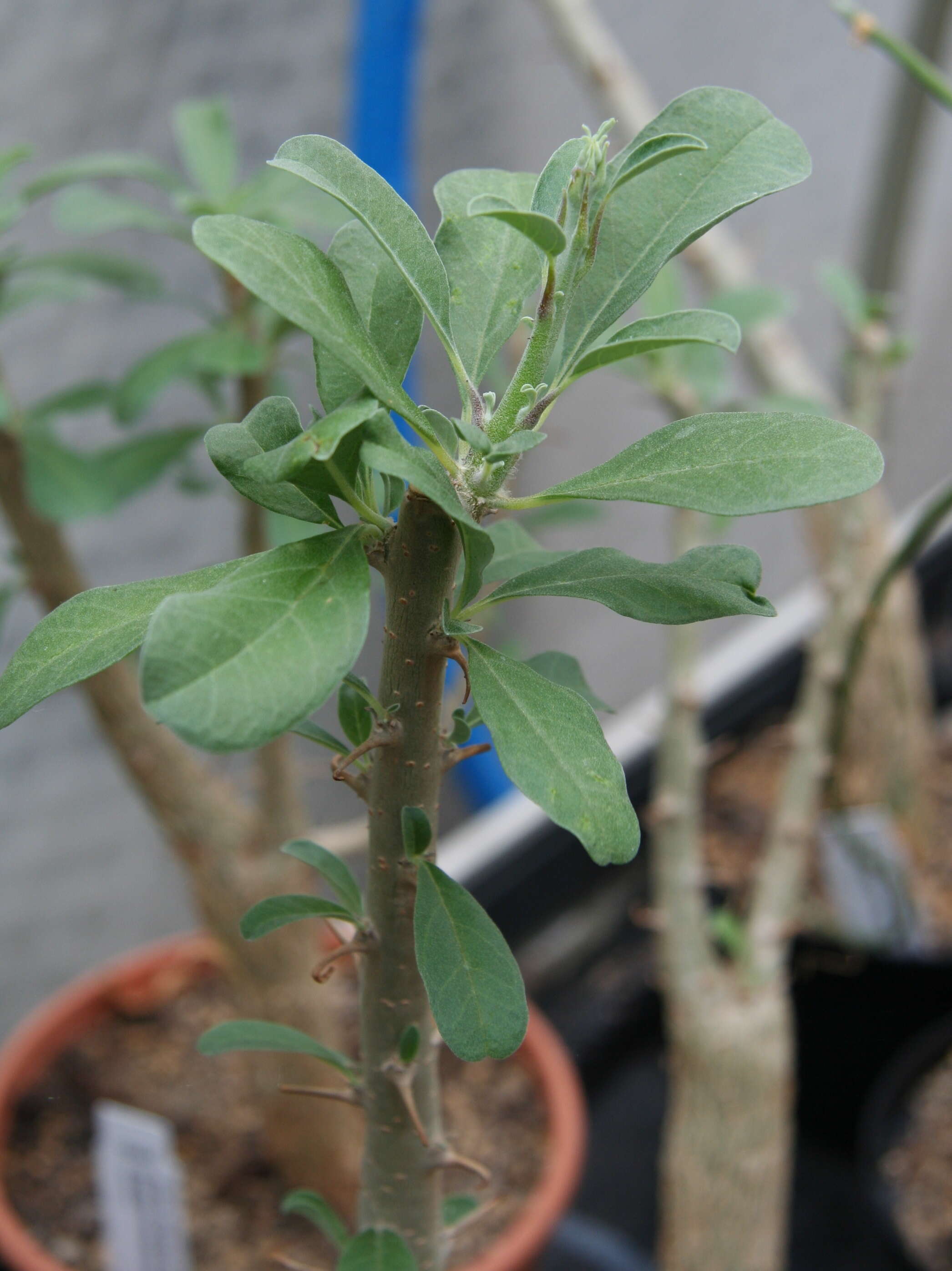 Image of Eastern sesame-bush