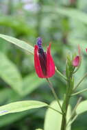 Image of Pavonia multiflora A. St.-Hil.