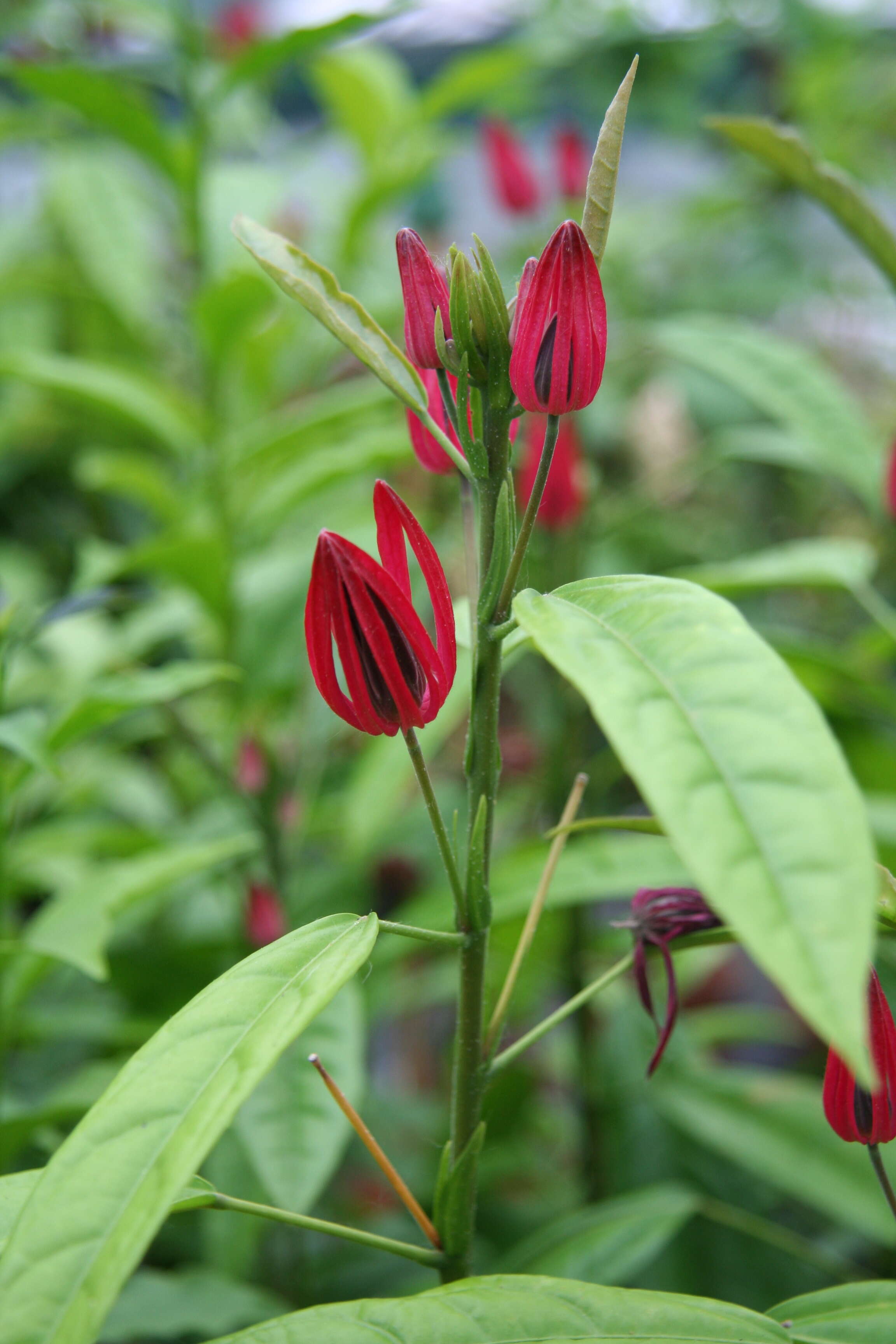 Image of Pavonia multiflora A. St.-Hil.