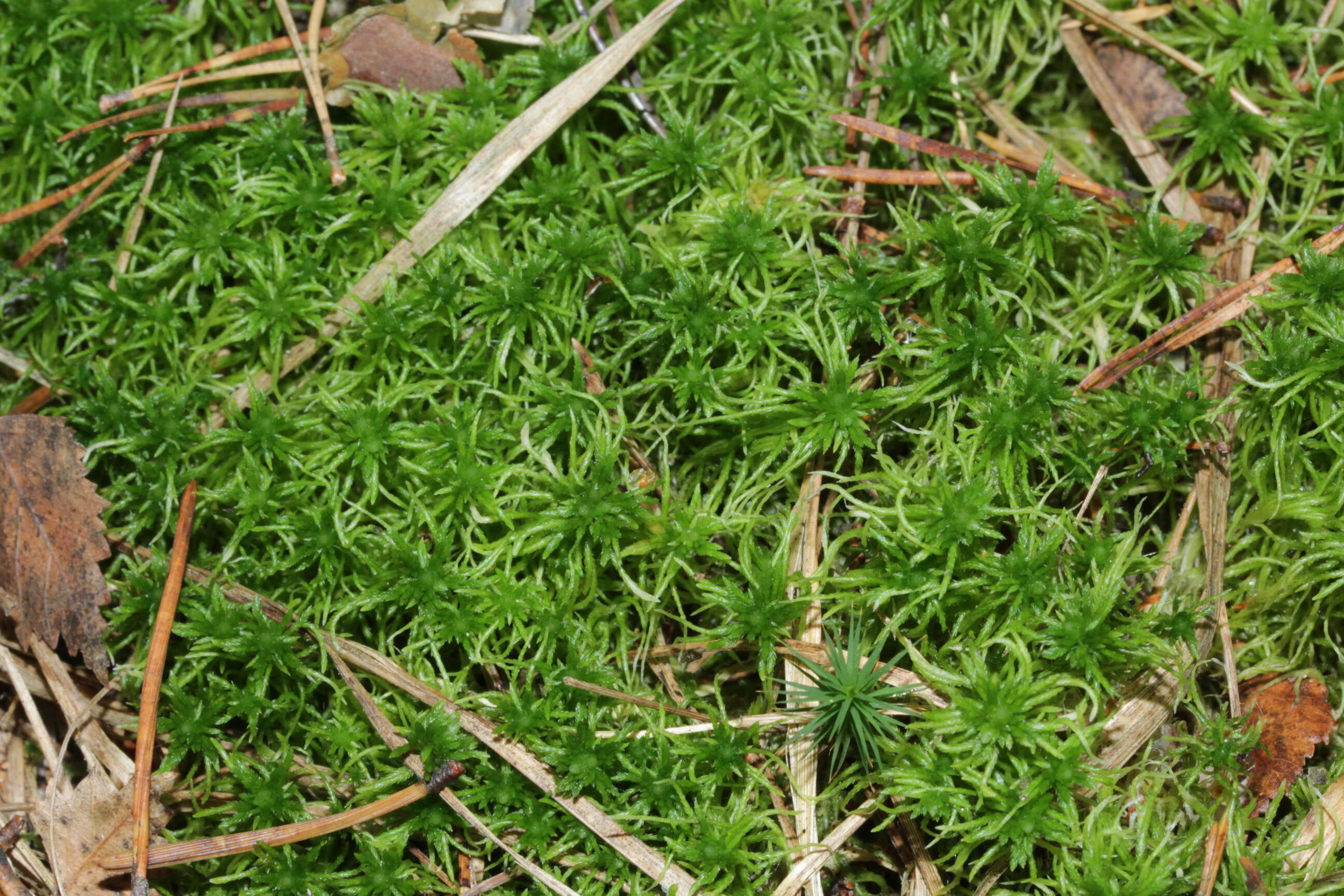 Image of sphagnum