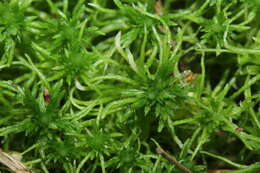 Image of sphagnum